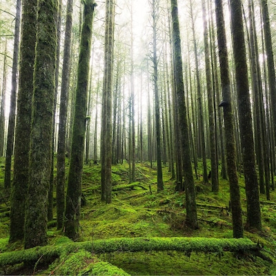This is from the Spirea Nature Trail in Golden Ears Provincial Park in British Columbia, Canada. 
The unique forest floor here is covered in bright green moss. 
There are multiple trails and even a trail that connects to Alouette Lake.