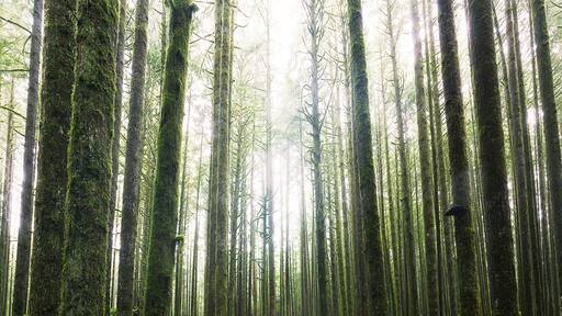 This is from the Spirea Nature Trail in Golden Ears Provincial Park in British Columbia, Canada.
The unique forest floor here is covered in bright green moss.
There are multiple trails and even a trail that connects to Alouette Lake.