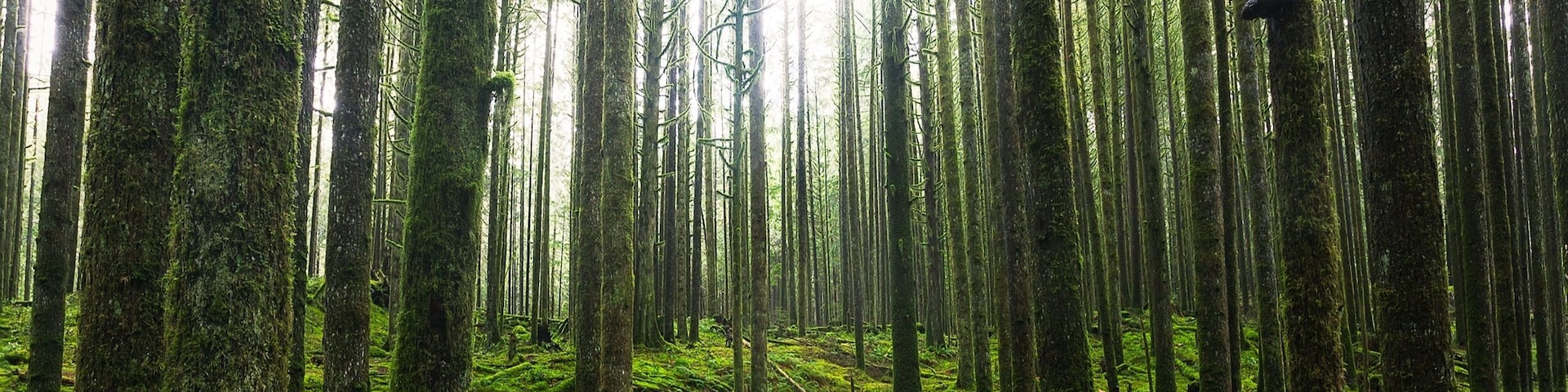 This is from the Spirea Nature Trail in Golden Ears Provincial Park in British Columbia, Canada. 
The unique forest floor here is covered in bright green moss. 
There are multiple trails and even a trail that connects to Alouette Lake.