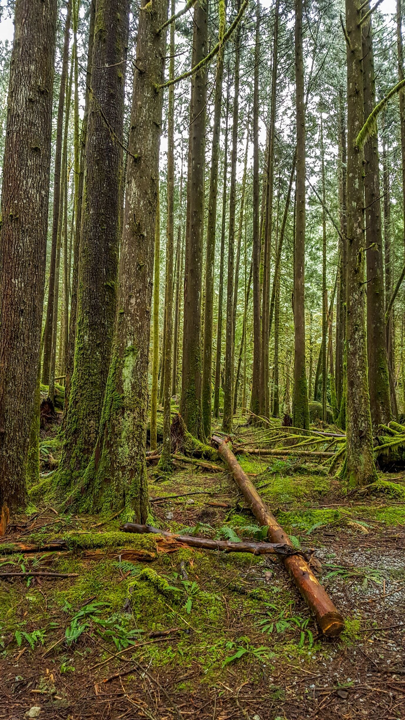 A dense forest with tall trees, moss-covered trunks, and a fallen log on the forest floor.