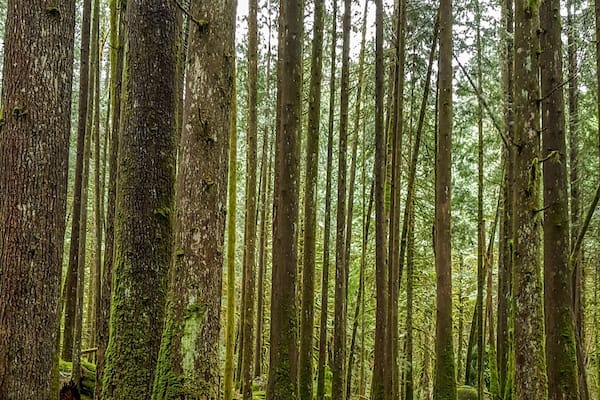 Ein dichter Wald mit hohen Bäumen, moosbewachsenen Stämmen und einem umgestürzten Baumstamm auf dem Waldboden.