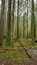 A dense forest with tall trees, moss-covered trunks, and a fallen log on the forest floor.