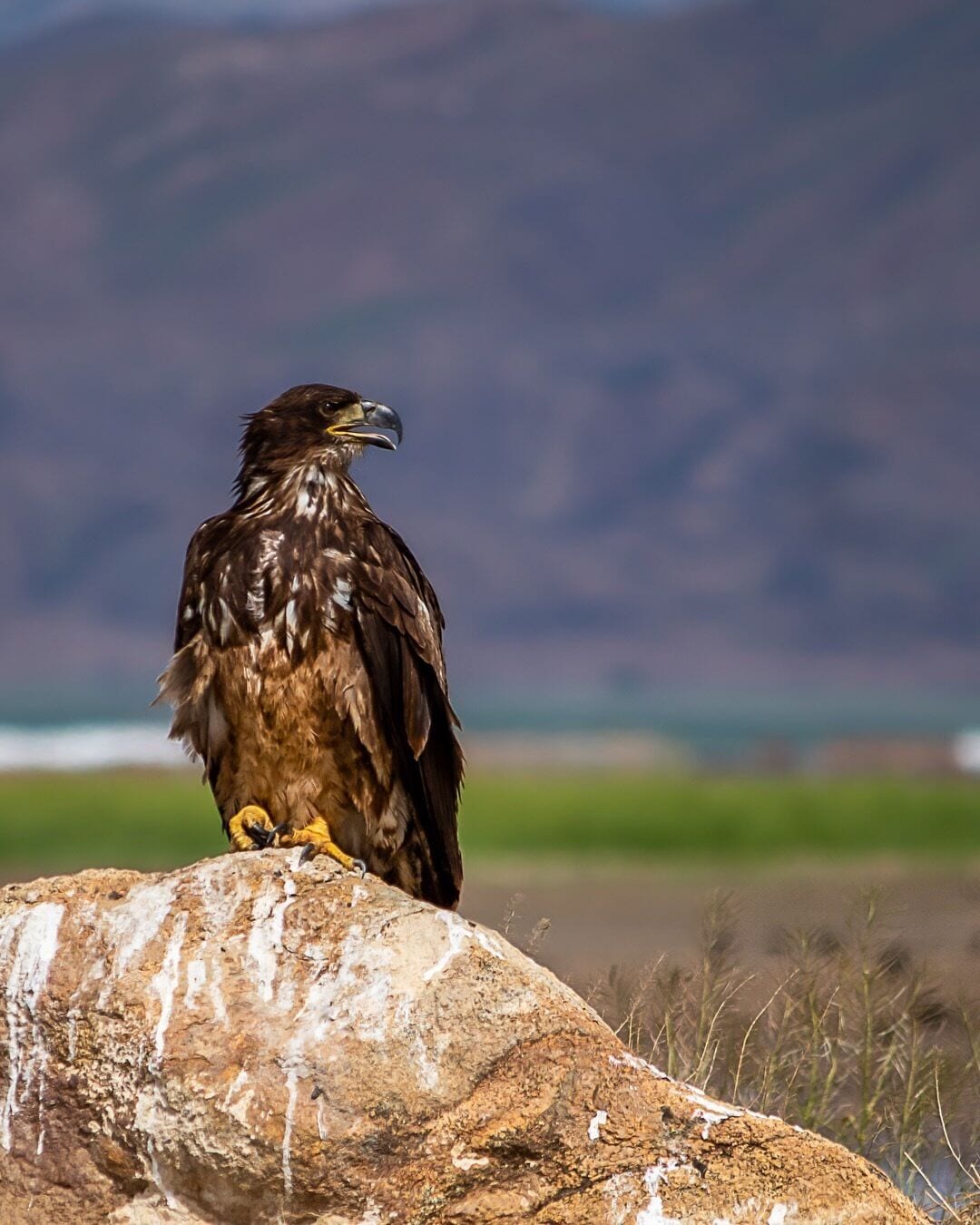 Taken near the lake Perris recreational area near Perris, CA. Not sure if it’s an immature bald eagle or a golden eagle. 

Which one do you think it is? 