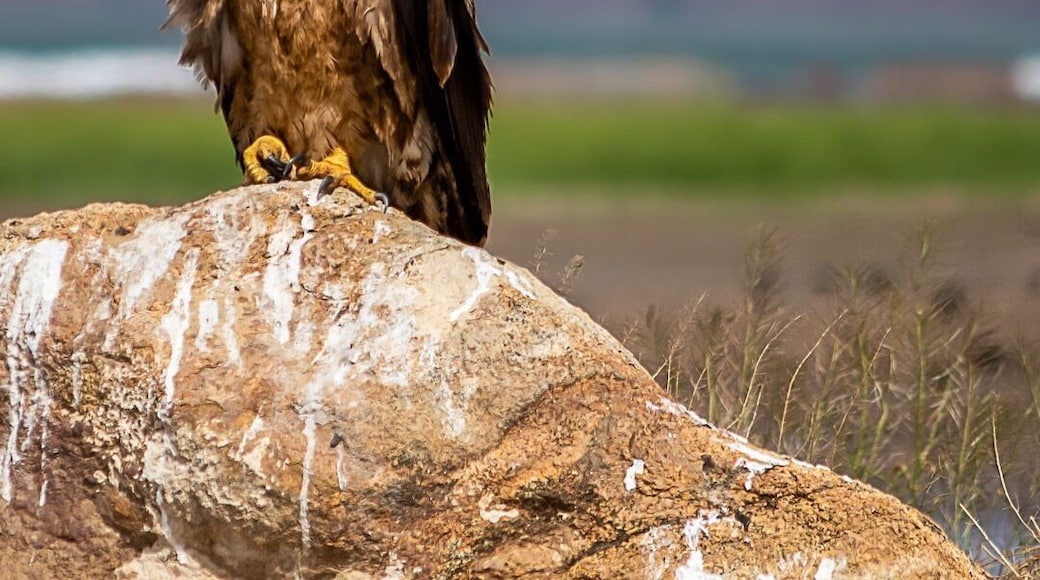 Taken near the lake Perris recreational area near Perris, CA. Not sure if it’s an immature bald eagle or a golden eagle.
Which one do you think it is?