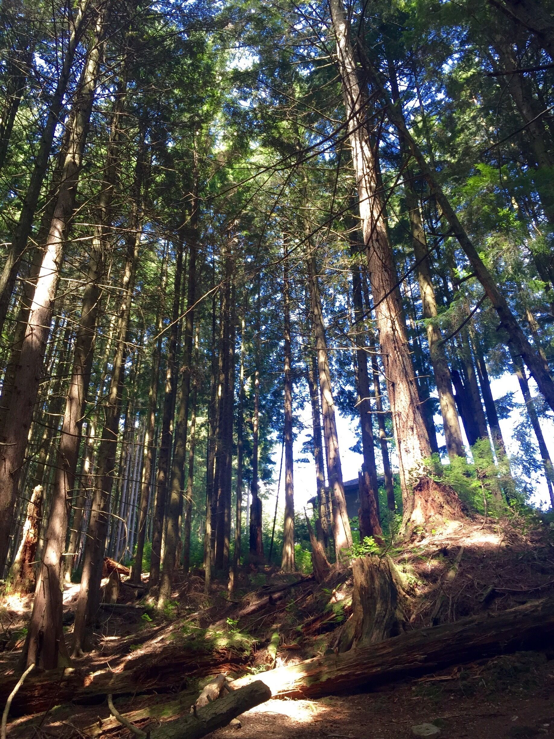 sun picking through the tree tops .... #forest, #sunshine