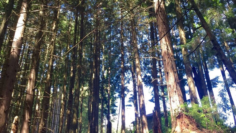 sun picking through the tree tops .... #forest, #sunshine