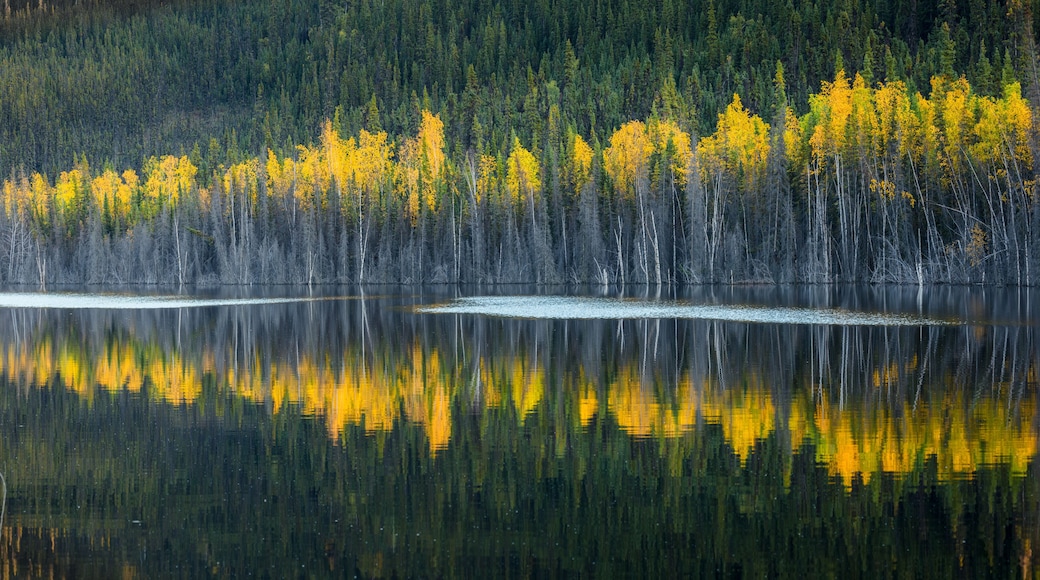Landscape with lake and boreal forest in autumn colors, Yukon Territory Canada