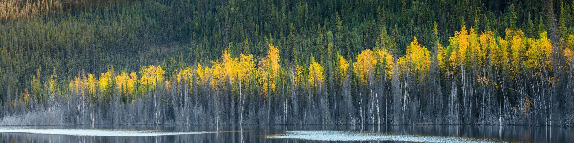 Landscape with lake and boreal forest in autumn colors, Yukon Territory Canada