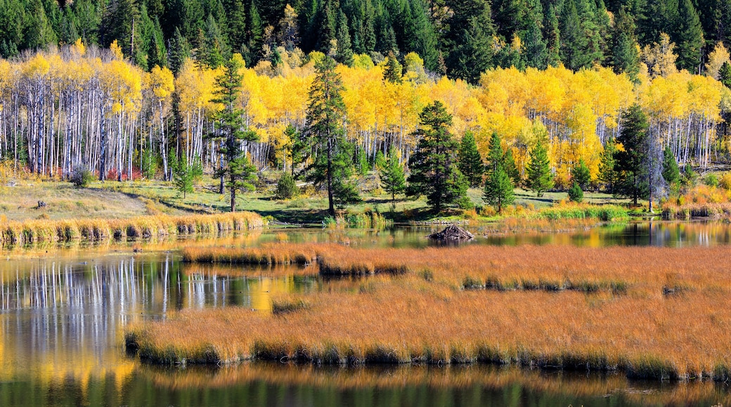 Aspen Grove Wetland Thompson-Nicola Highway 5A