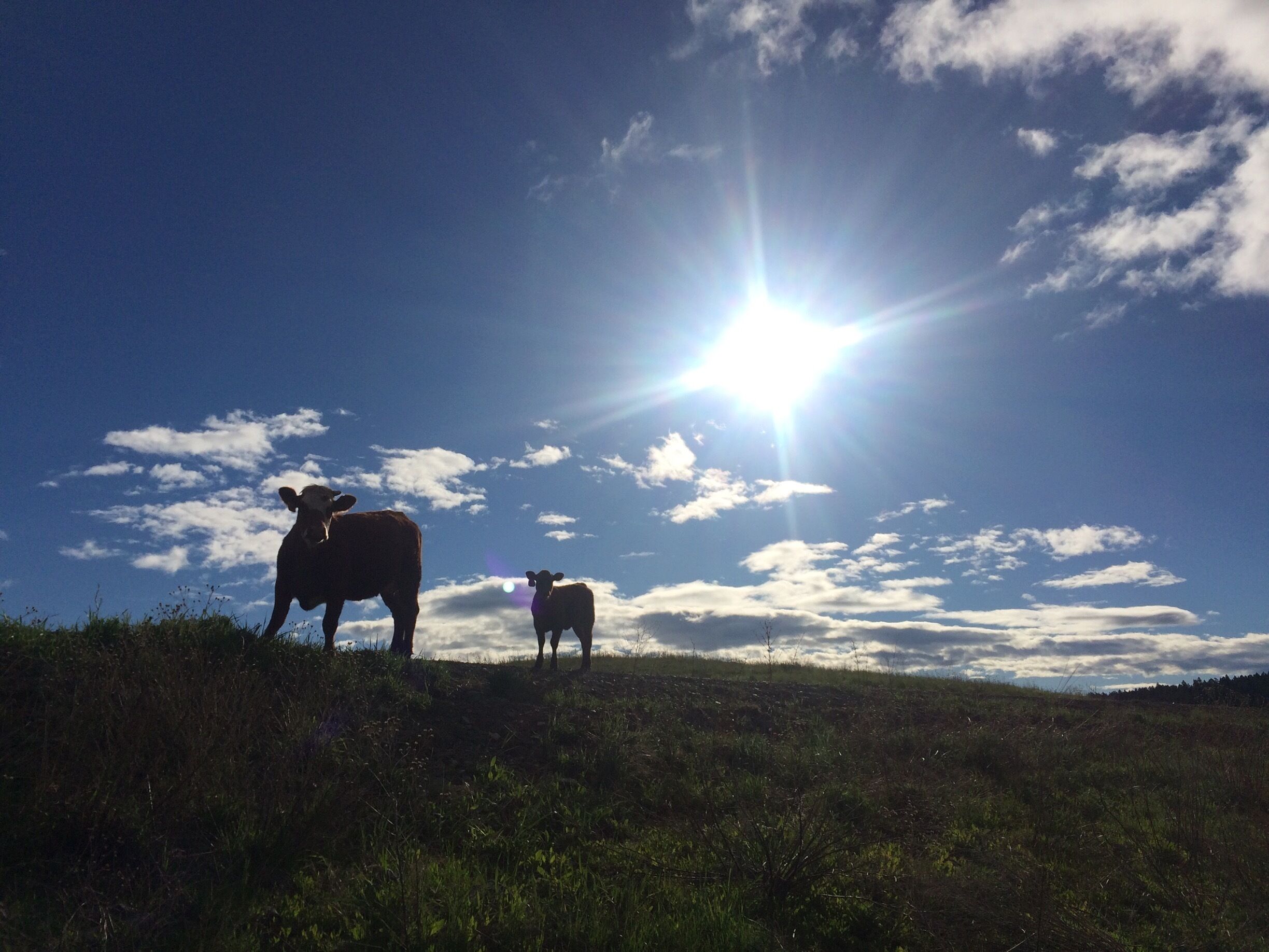 You can wake up and have some curious neighbours.  