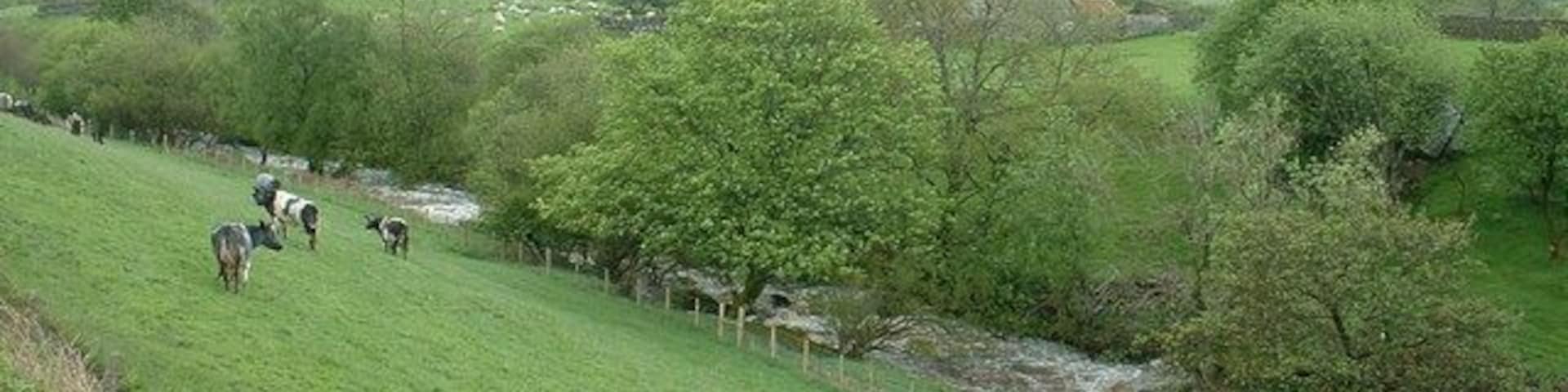 A green hillside with a stream, trees, and a fence.