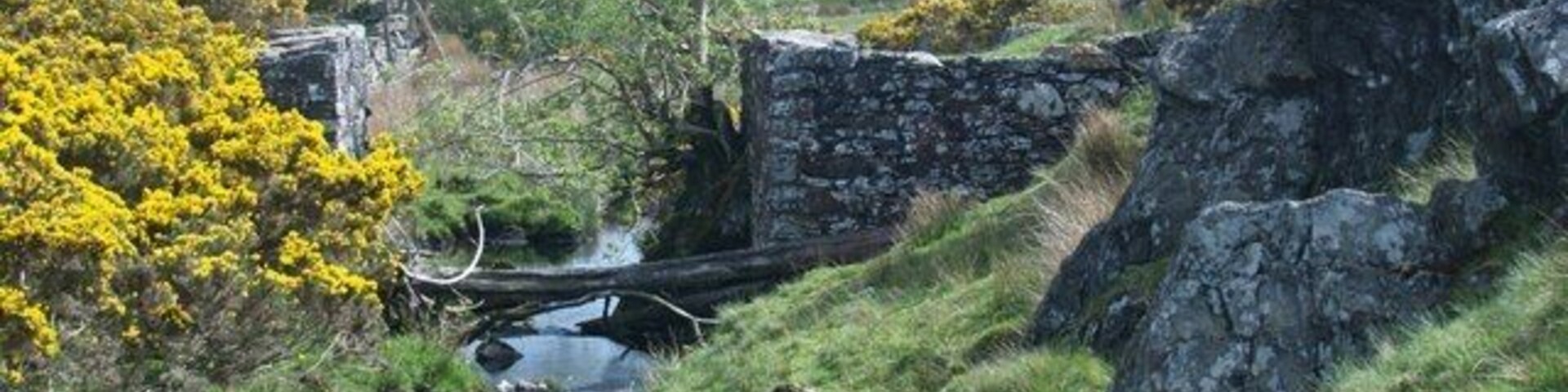 A stream flowing through a rocky landscape with yellow flowering bushes and a stone wall.