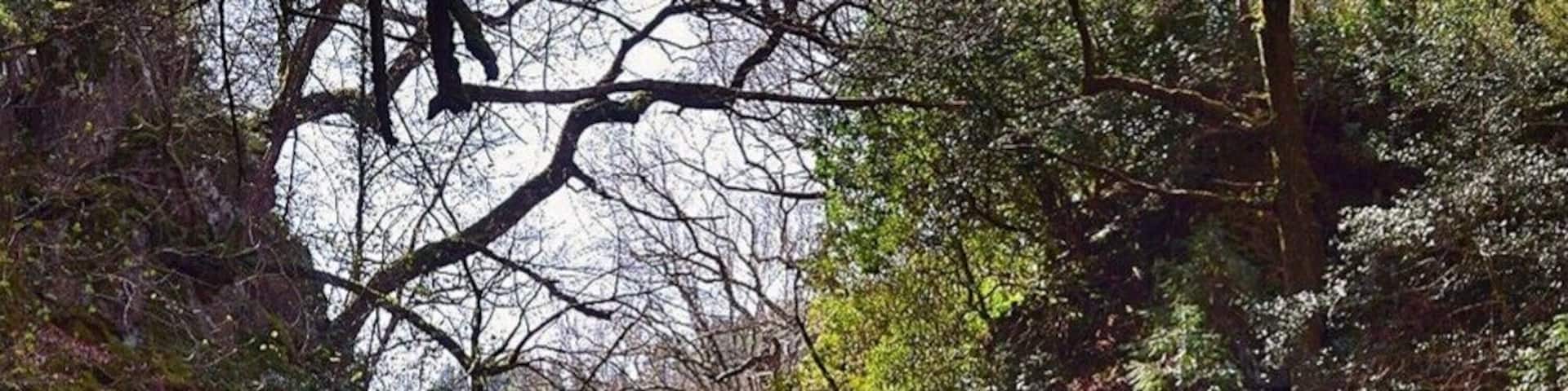 Fairy glen gorge an amazing spot for photography just outside betwys y coed