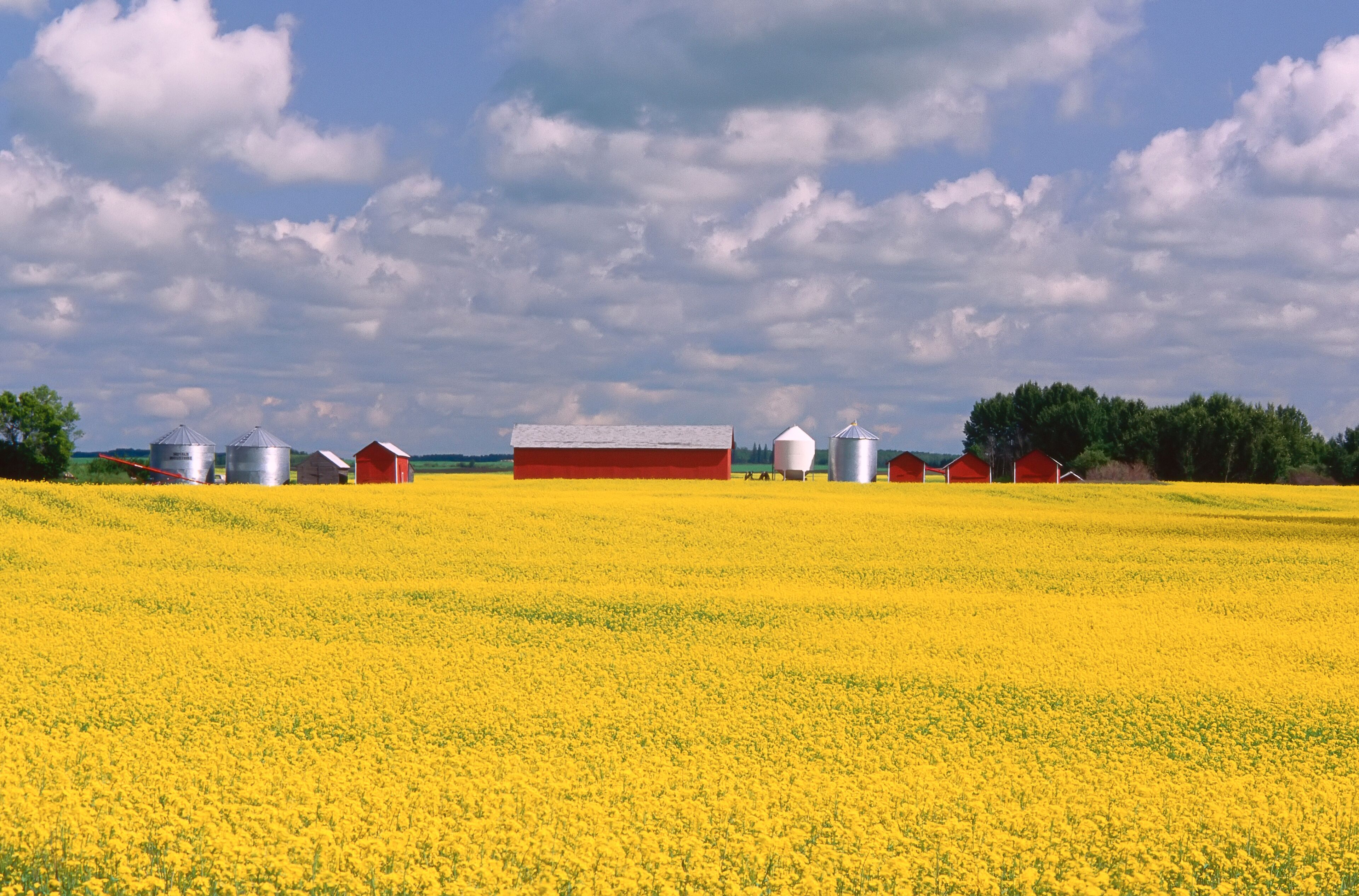 Canola Field near Yorkton, Saskatchewan, Canada