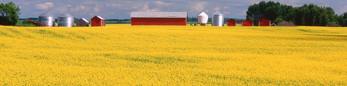 Canola Field near Yorkton, Saskatchewan, Canada