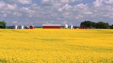 Canola Field near Yorkton, Saskatchewan, Canada