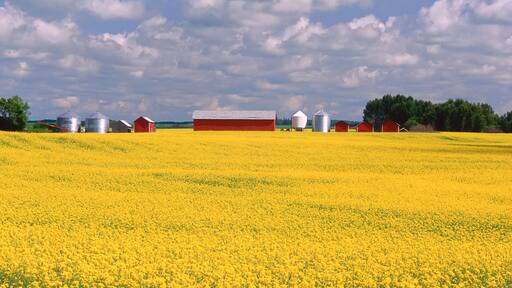 Canola Field near Yorkton, Saskatchewan, Canada