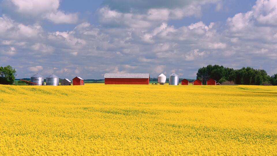 A field of yellow flowers, red barns, and silos under a partly cloudy sky.
