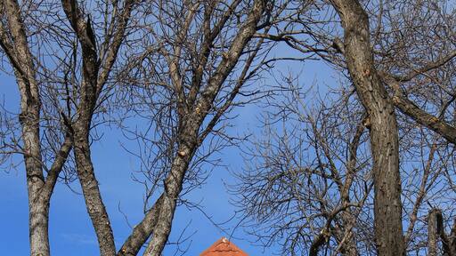 Clock tower framed by trees.