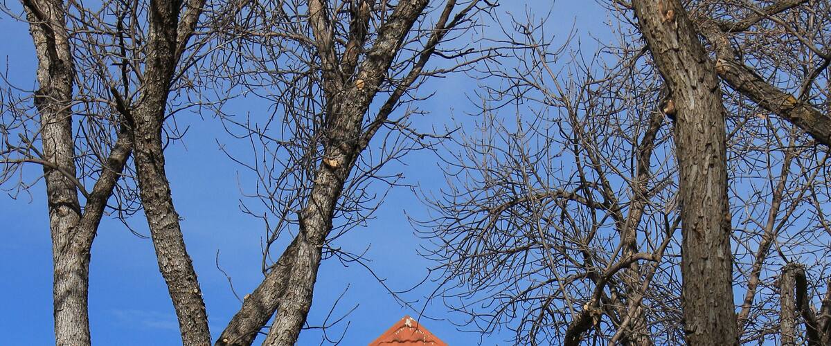 Clock tower framed by trees.