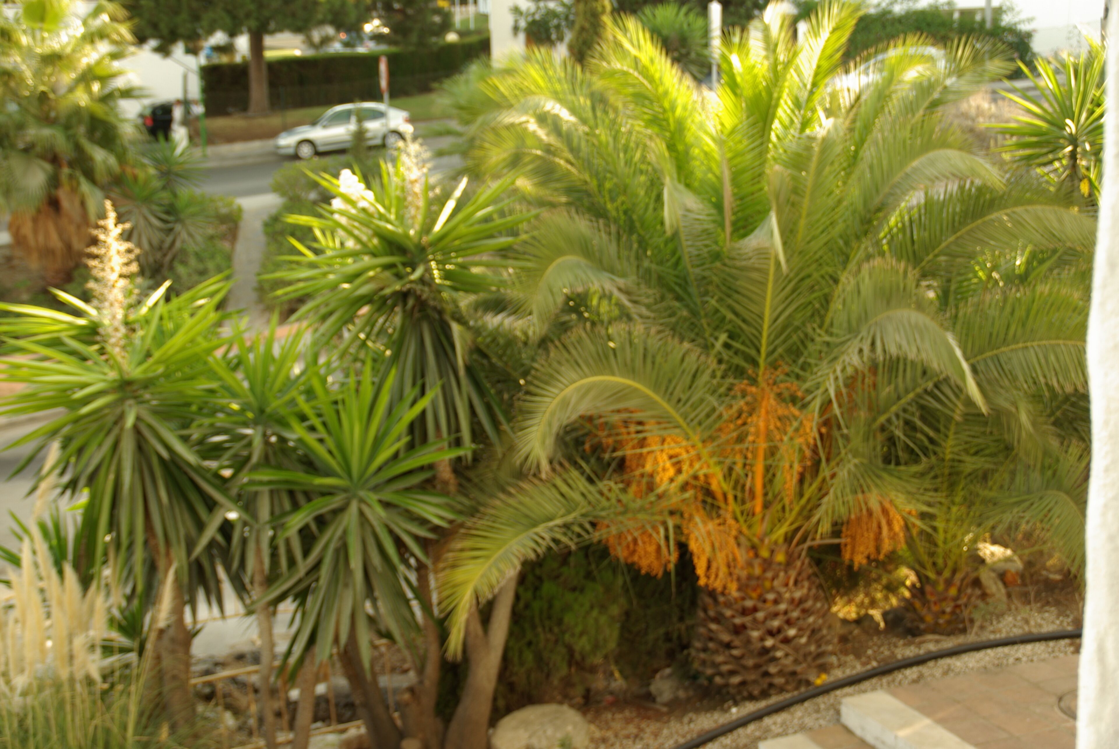 ® S.D. (ES,EN) MIJAS SITIO DE CALAHONDA URB.MEDINA DEL ZOCO