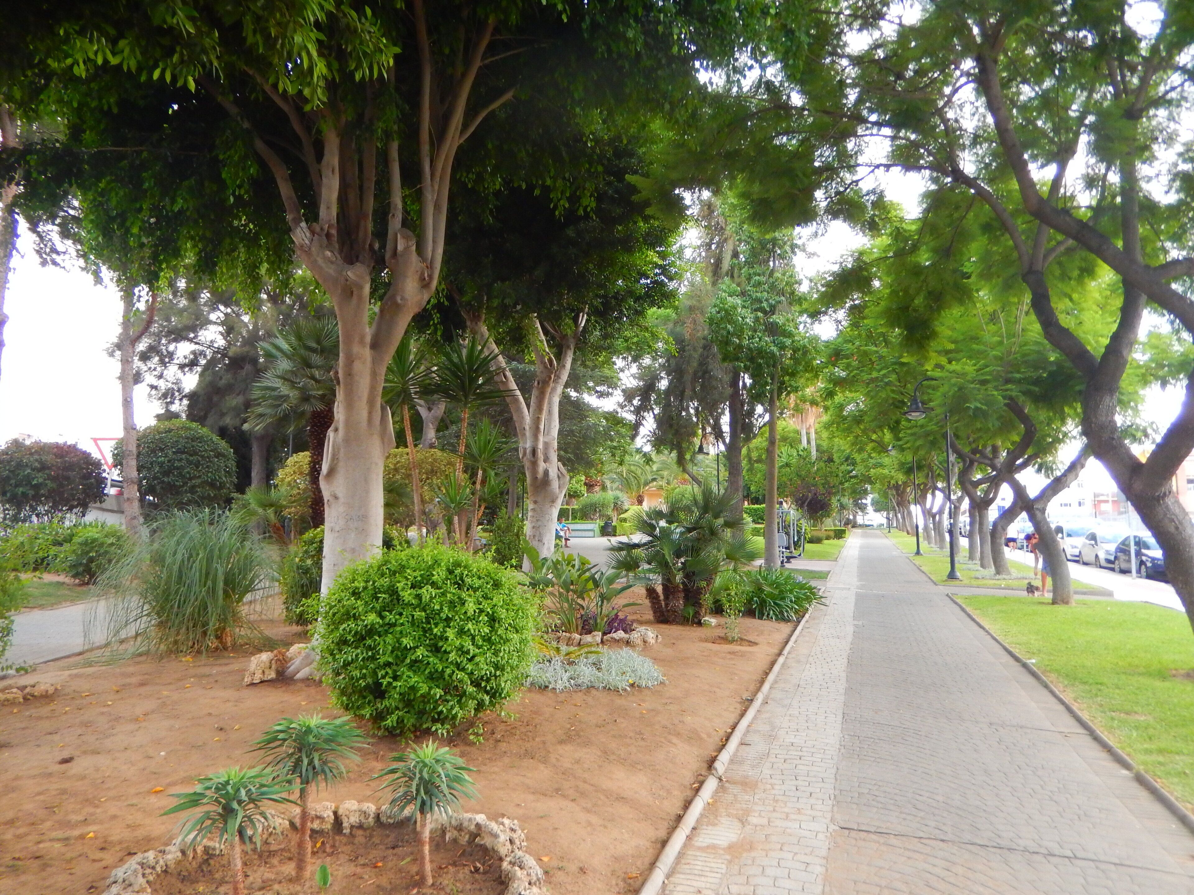 A tree-lined pathway with a paved sidewalk, surrounded by various shrubs and small trees.