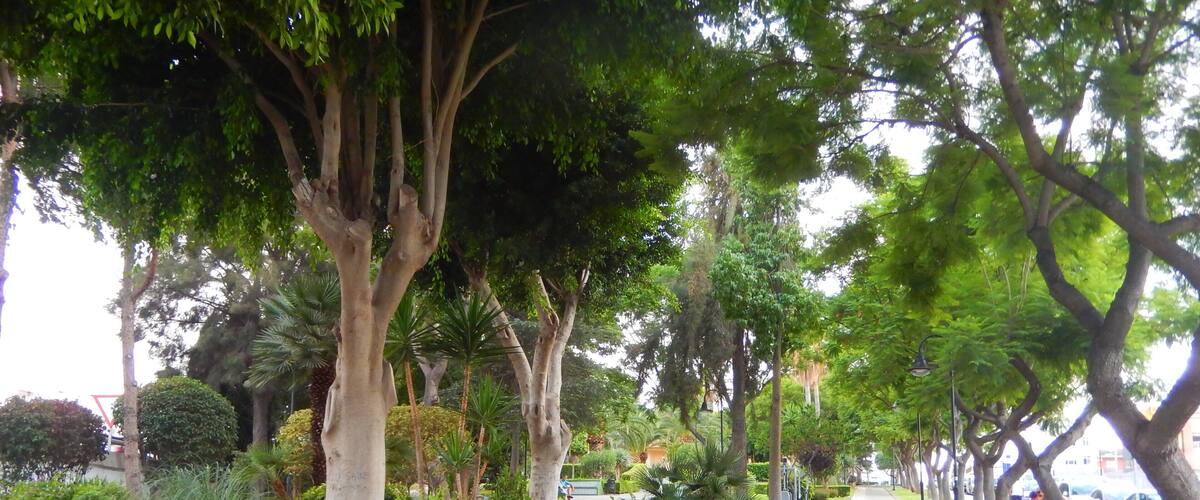 A tree-lined pathway with a paved sidewalk, surrounded by various shrubs and small trees.