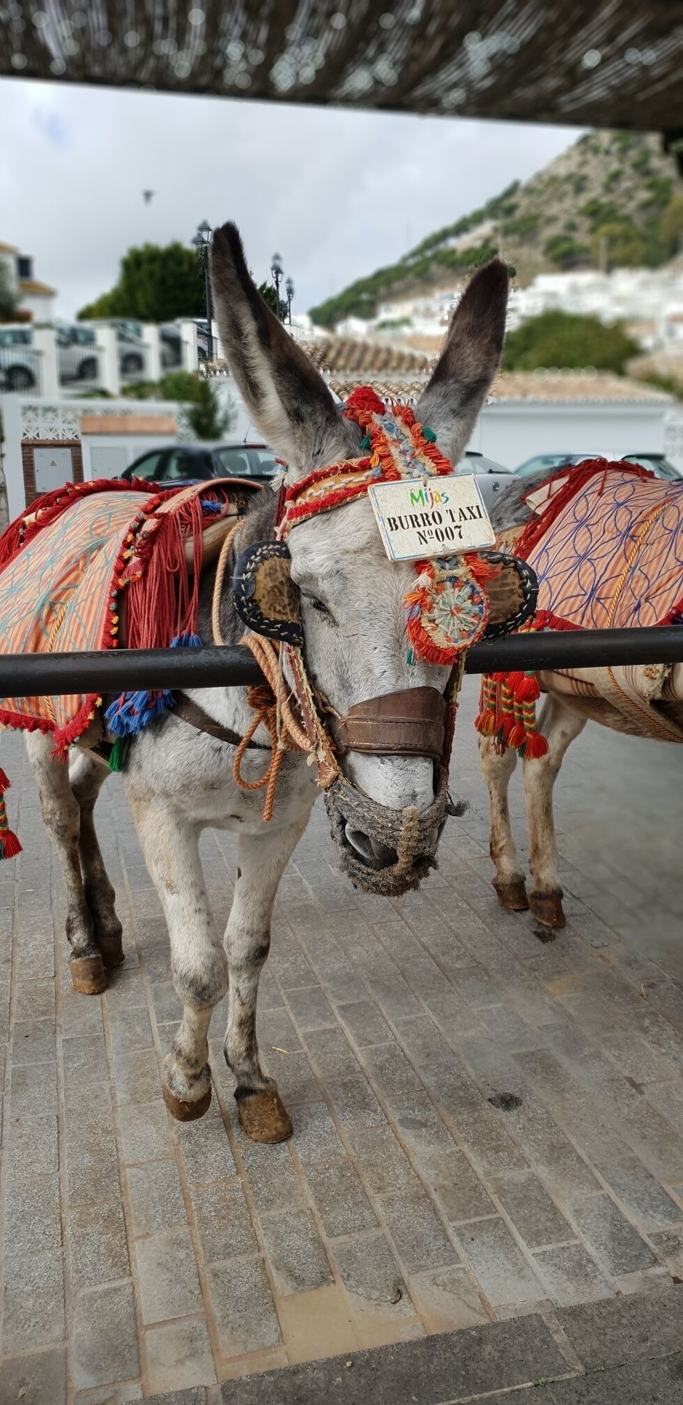 Two decorated donkeys with a sign reading "Mijas BURRO TAXI N°007" on a paved area with buildings and a body of water in the background.
