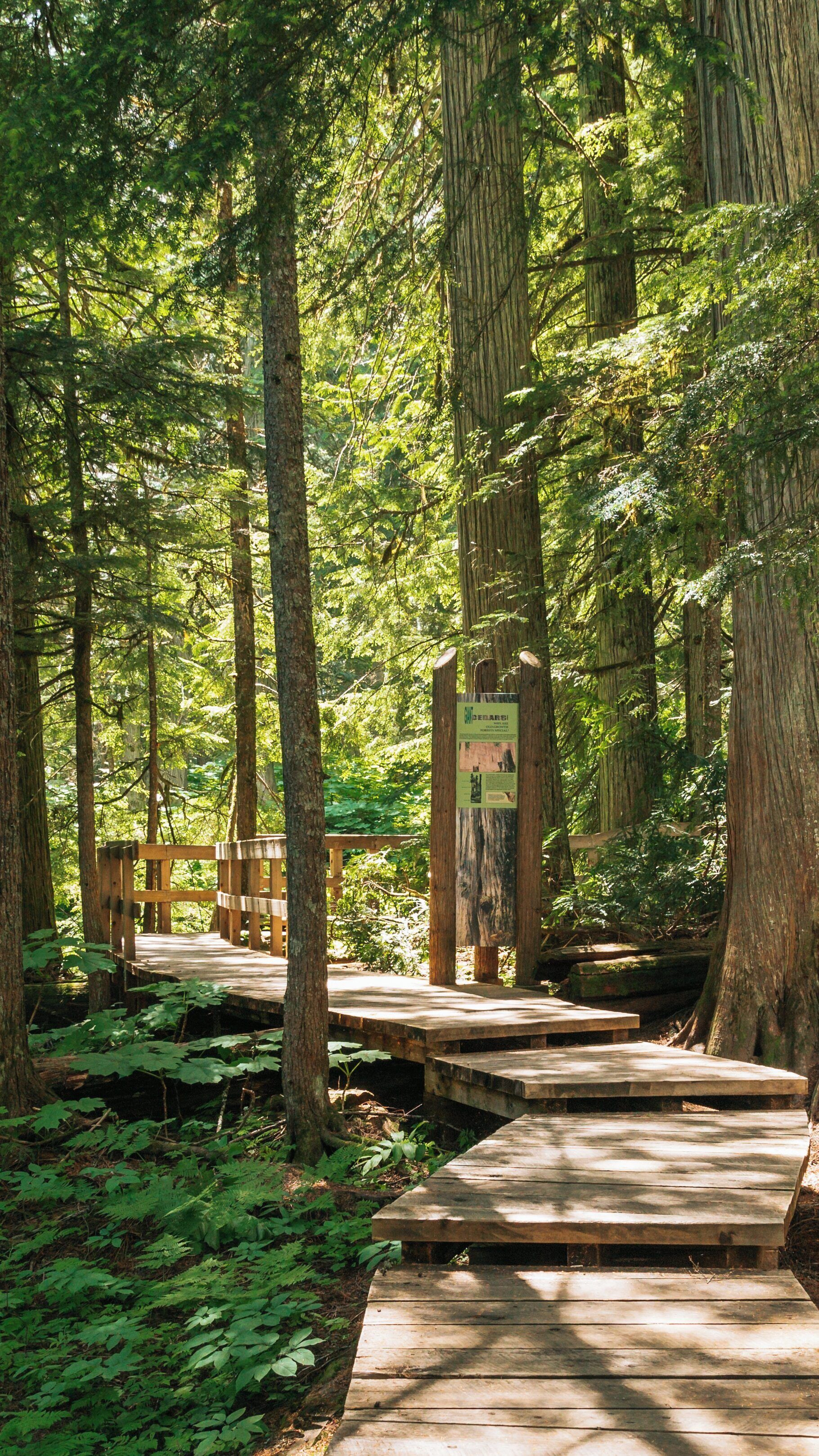 Explore Giant Cedars Boardwalk Trail in Revelstoke British Columbia amidst towering trees and lush greenery