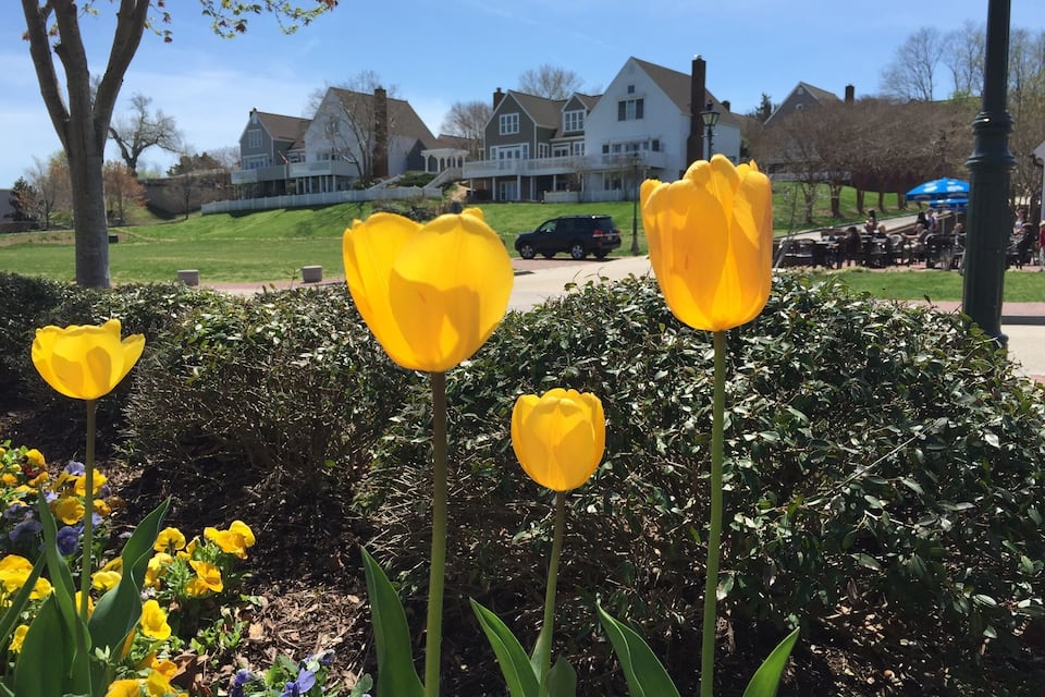 Ein Garten mit gelben Tulpen und violetten Schwertlilien, einer Hecke und Häusern im Hintergrund.