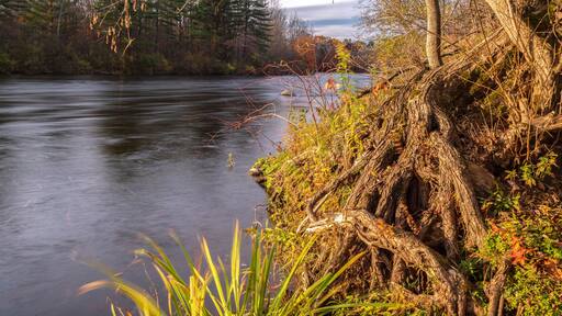 Horizontal Autumn View of Tree Roots and Branches during Sunset on West Canada Creek, Barneveld, New York