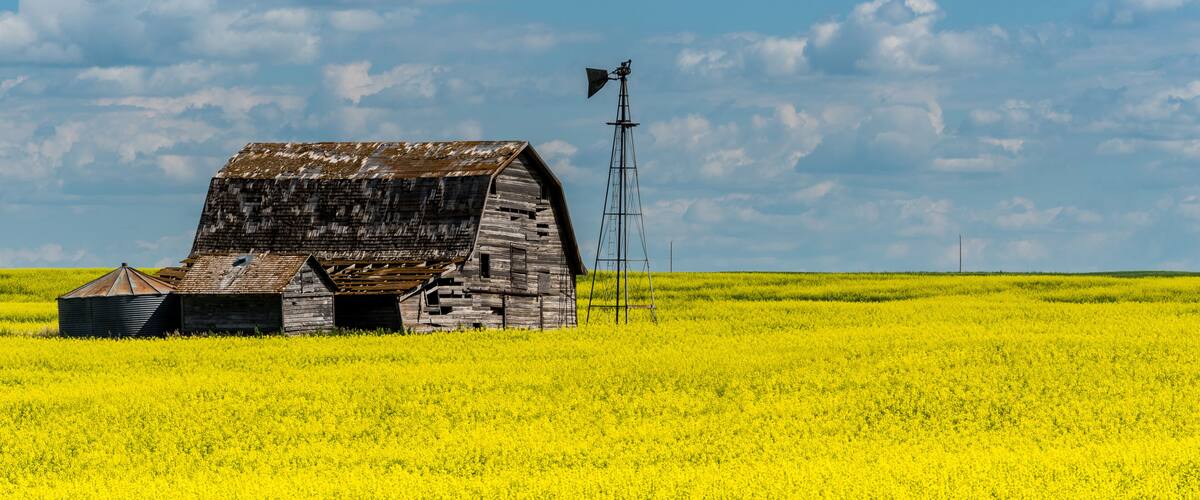 Vintage barn, bins and windmill in a swathed canola field under ominous dark skies in Saskatchewan, Canada