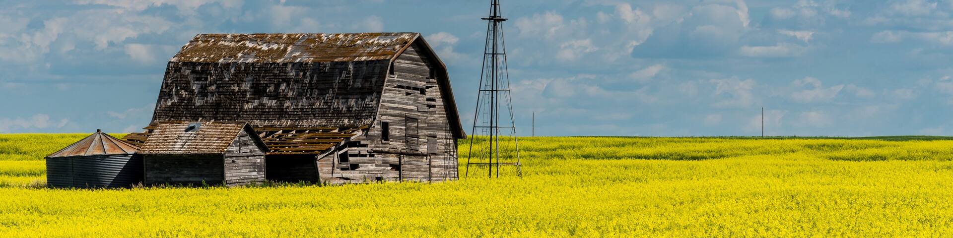 Vintage barn, bins and windmill in a swathed canola field under ominous dark skies in Saskatchewan, Canada