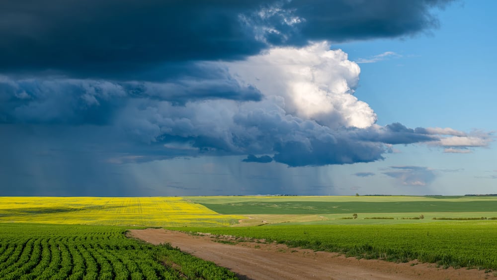 Un champ de fleurs jaunes sous un ciel orageux.