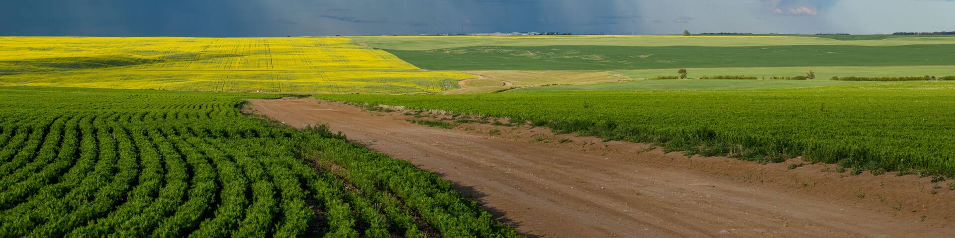 Dark storm clouds over a grid road and fields south of Swift Current, Saskatchewan