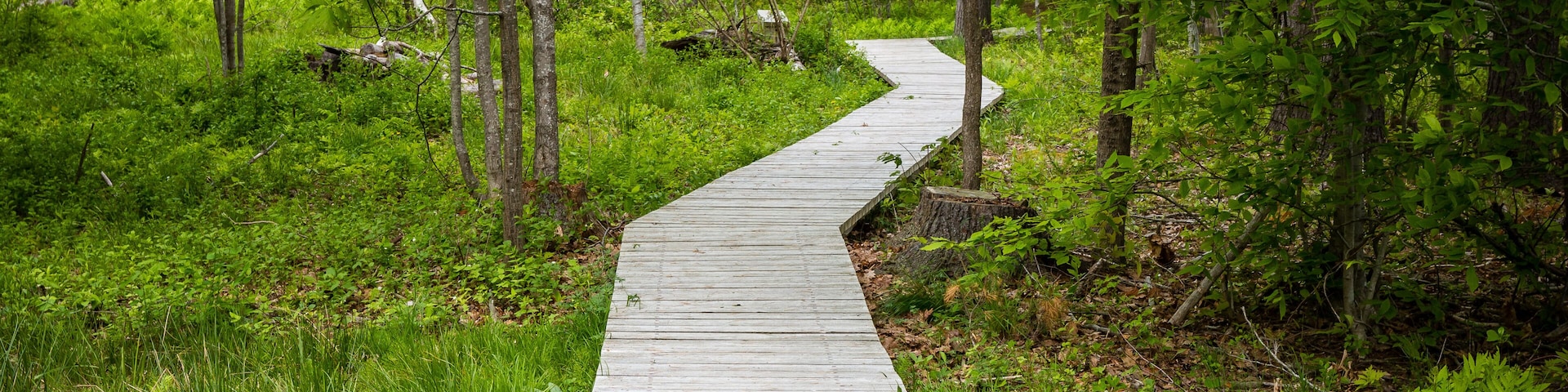 Un pasarelas de madera serpentea por un bosque verde y frondoso.
