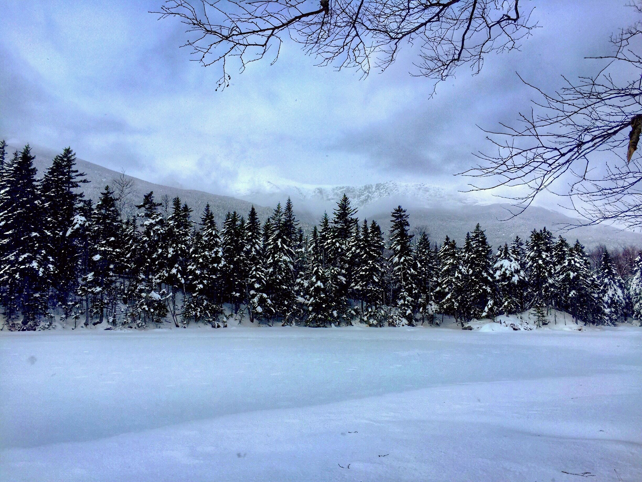 Un bosque nevado con una montaña al fondo.