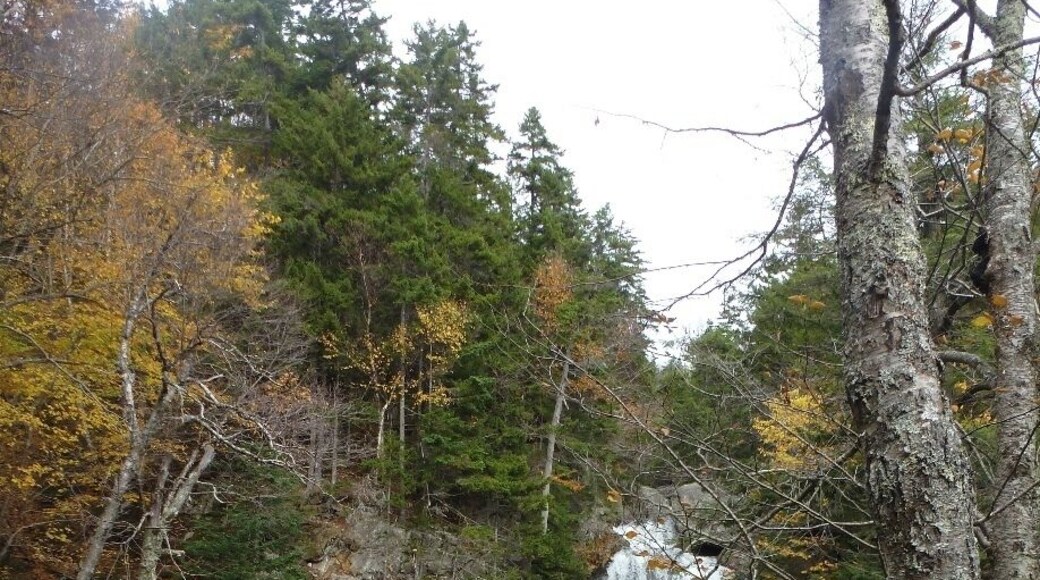 Beautiful waterfall near the beginning/end of the Tuckerman's Ravine trailhead at Pinkham Notch.