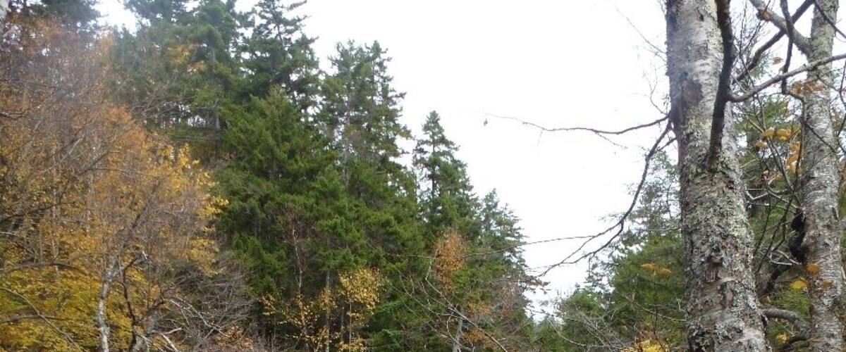 Beautiful waterfall near the beginning/end of the Tuckerman's Ravine trailhead at Pinkham Notch.