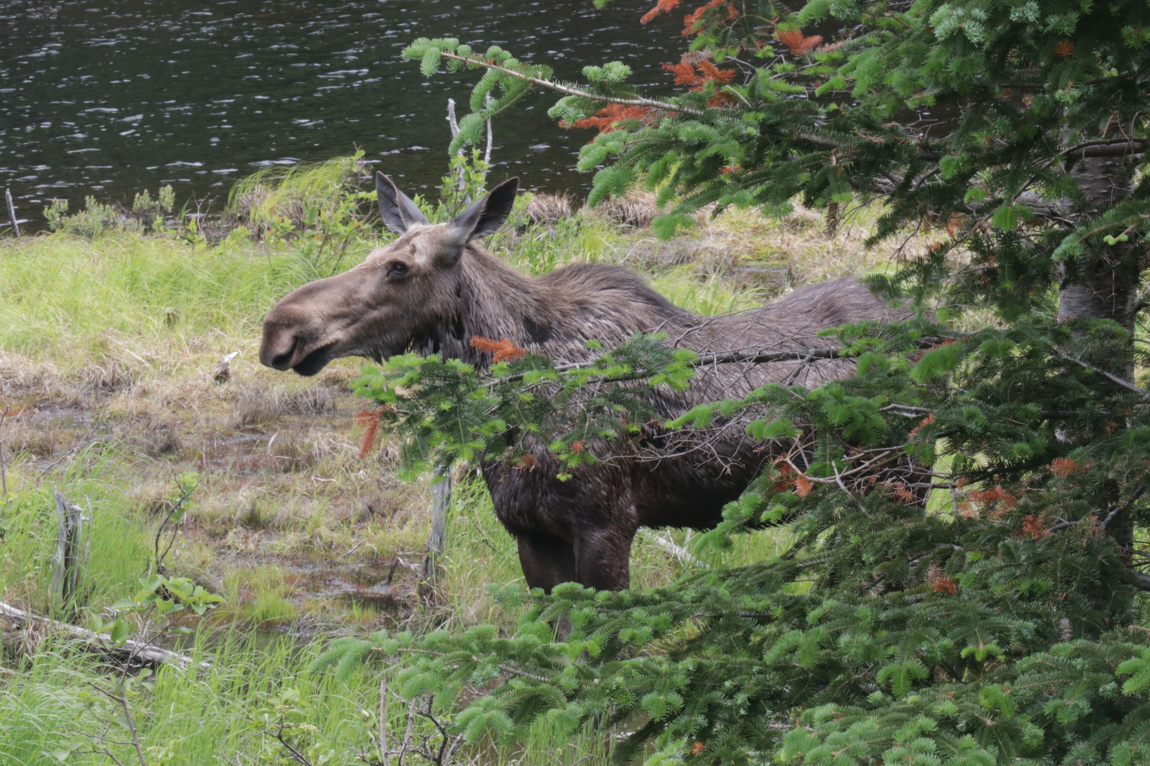 Spotted this cow near Pinkham Notch, NH.  Many wonderful things to see and experience in the White Mountains of NH . . . . especially when you run into one of these beasts!
