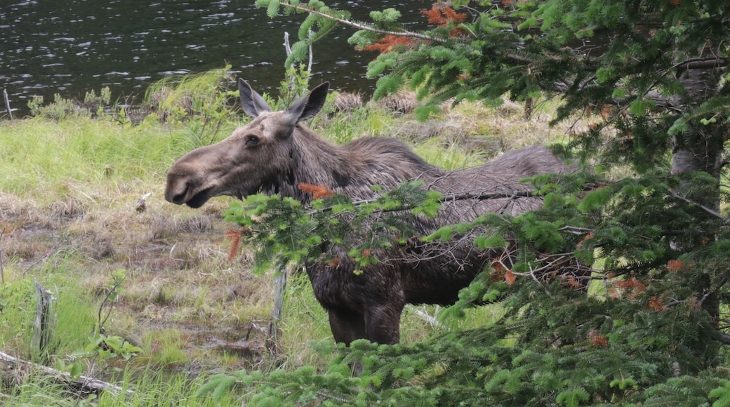 Spotted this cow near Pinkham Notch, NH. Many wonderful things to see and experience in the White Mountains of NH . . . . especially when you run into one of these beasts!