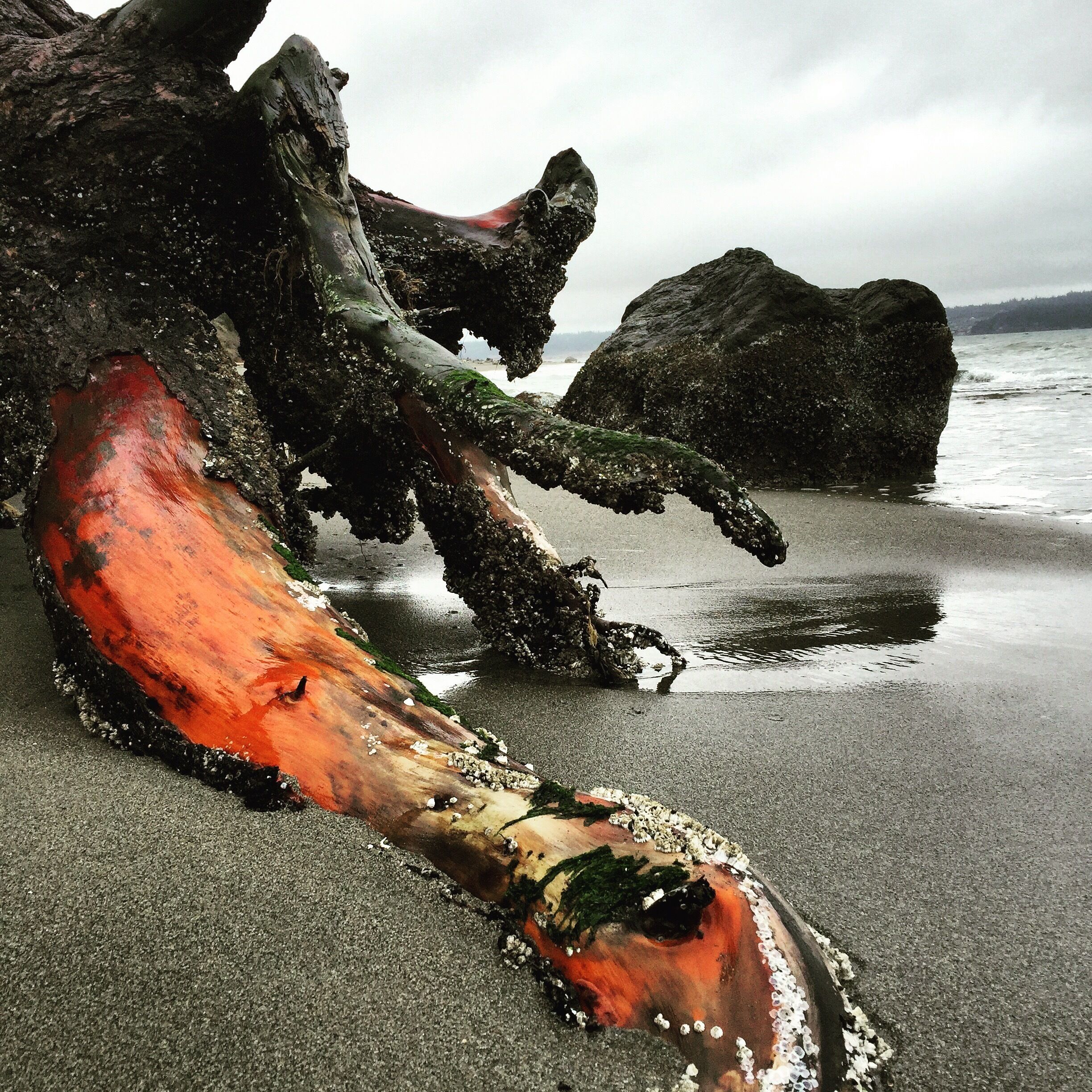 Exposed root of whole driftwood cedar tree washed up on the beach in Western Washington 

Love how the sea has transformed it to look like some twisted octopus arm. #colorful 
