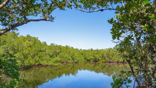Mangrove islands in the intracoastal waterways is along the Gulf of Mexico at Cockroach Bay in Ruskin, Florida. The islands are framed by red mangrove branches on the shore.