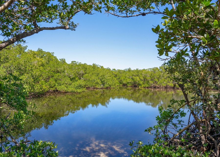 Mangrove islands in the intracoastal waterways is along the Gulf of Mexico at Cockroach Bay in Ruskin, Florida. The islands are framed by red mangrove branches on the shore.