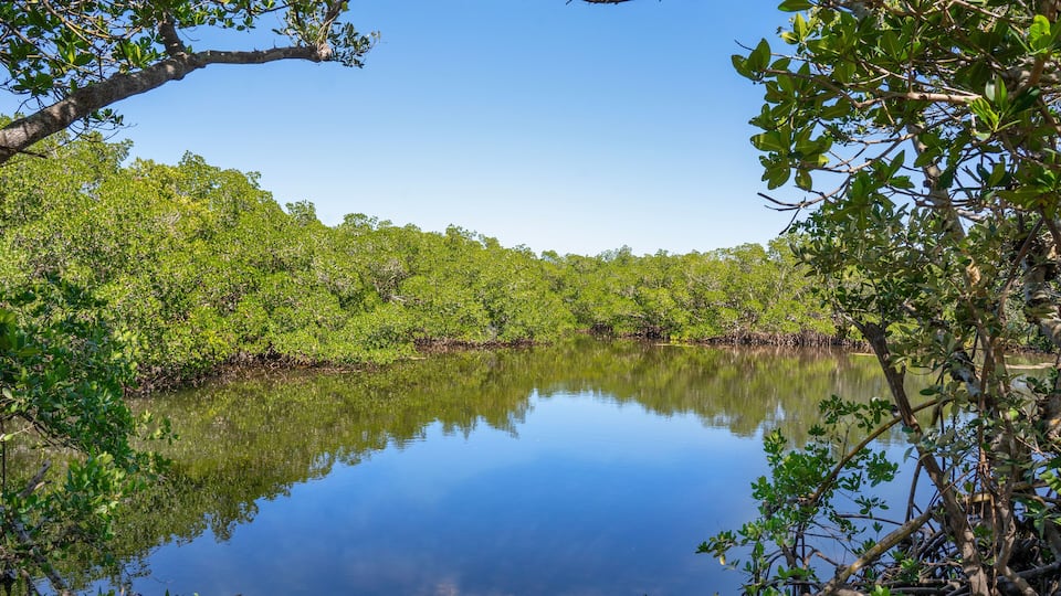 A calm water body surrounded by dense mangrove vegetation.