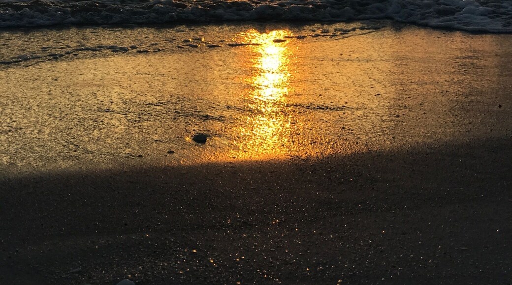 Nokomis beach! Found lots of sharks teeth.