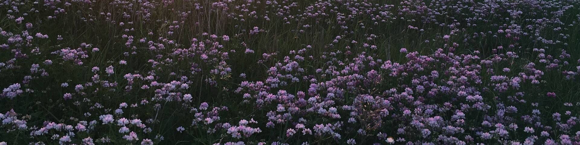 Un campo de flores púrpuras al atardecer, con árboles al fondo.
