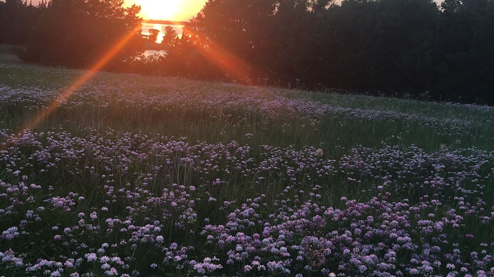 A field of purple flowers at sunset with trees in the background.