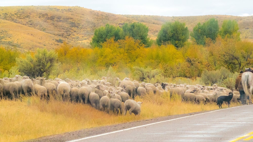 USA, Idaho, Montpelier sheep herding just off of Hwy 89
