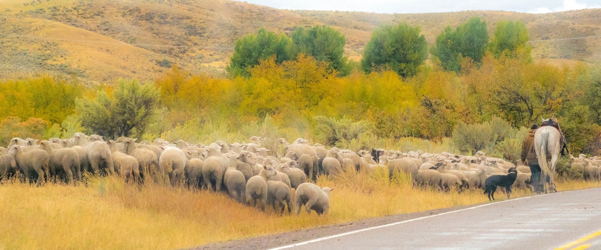 USA, Idaho, Montpelier sheep herding just off of Hwy 89